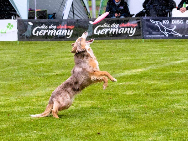 Een hond de op het punt staat een rode frisbee in zijn bek te nemen tijdens een wedstrijd in Duitsland